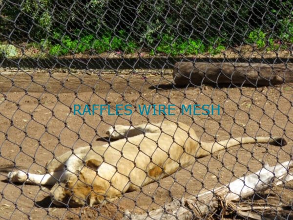 Zoo Mesh Lion