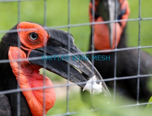 4 Amazing Tips When Cleaning Bird Aviaries